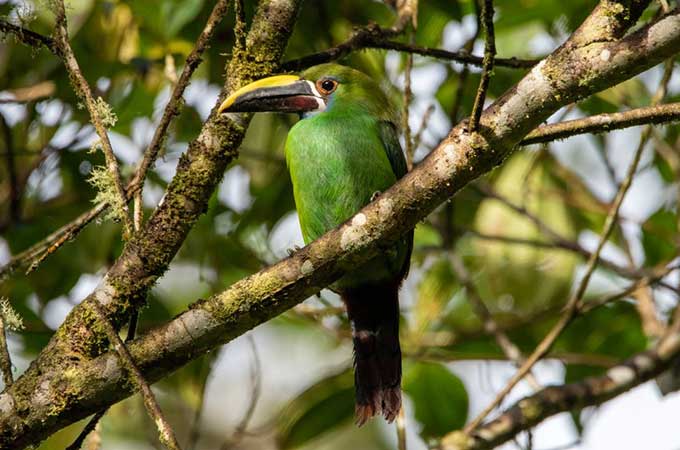 Bird