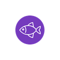 Salmon fish packaging