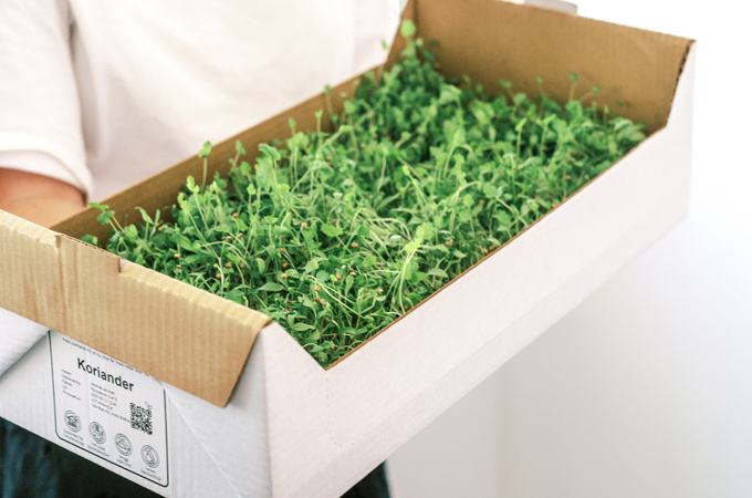 corrugated box