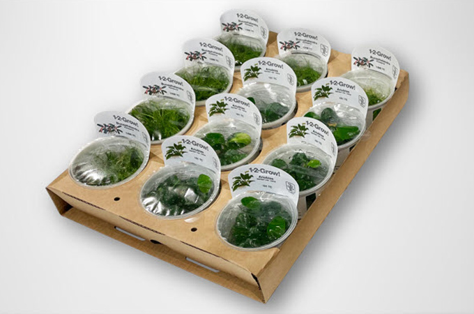corrugated tray, plant packaging