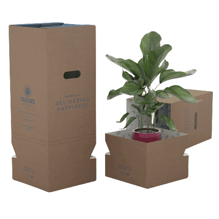 Flower & Potted Plant Packaging - Click & Collect Pack