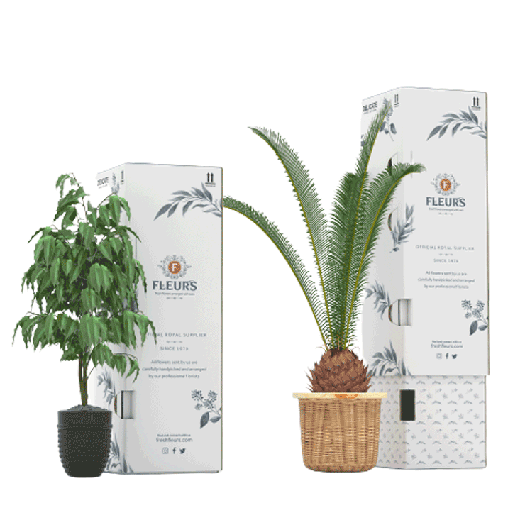 Potted Plant Packaging - Telescopic Pack