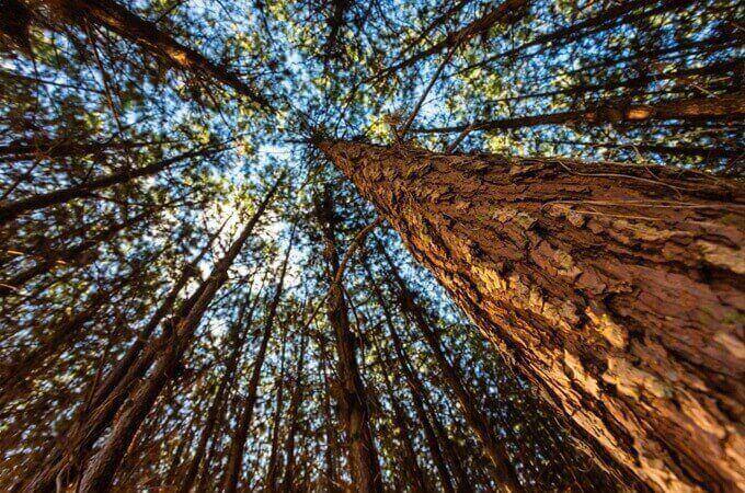 Tree in Forest