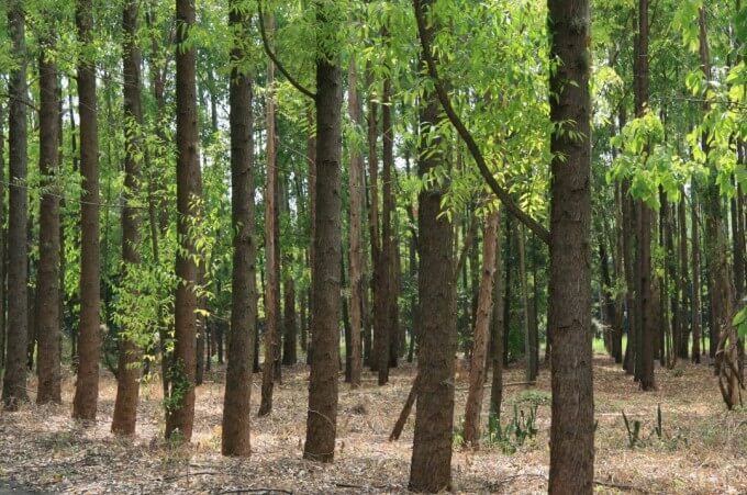 trees in a forest