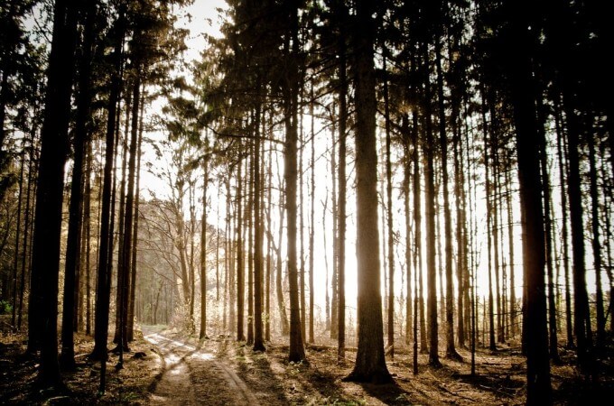 trees in a forest