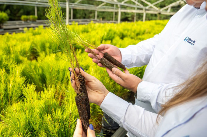 forestry seedlings