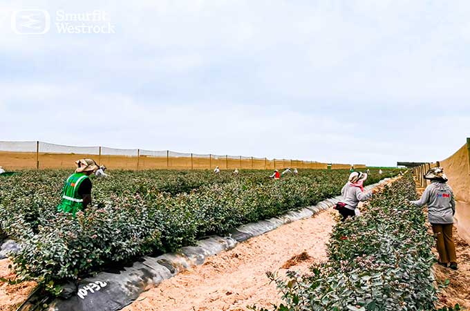 Verfrut Blueberry picking