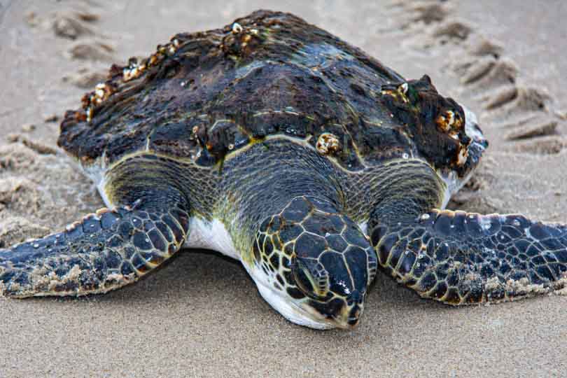 Salty Turtle