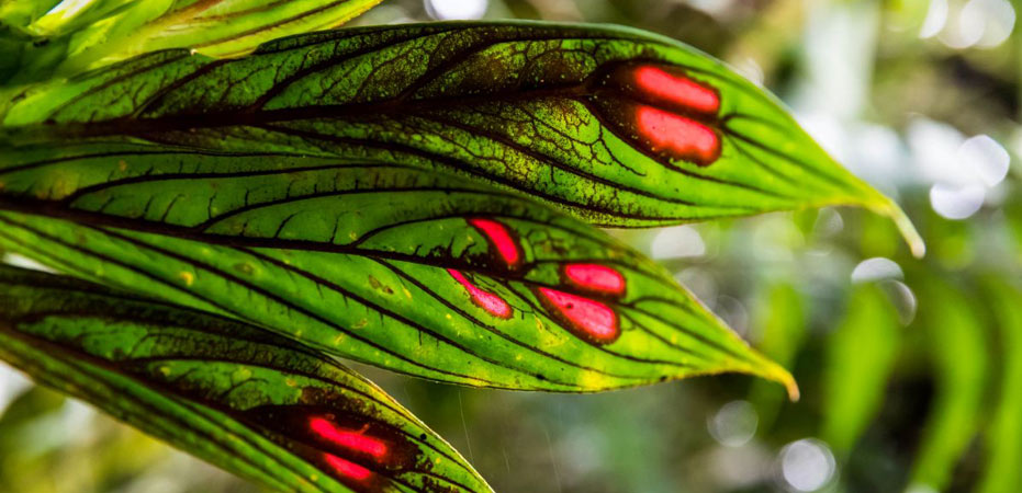 columnea leaves