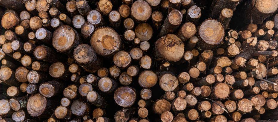 tree logs