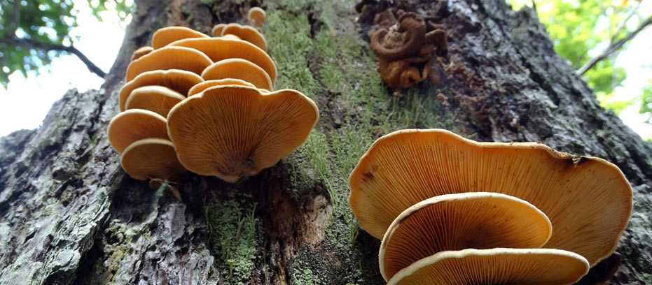 mushrooms growing on a tree