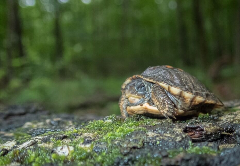 Nature Conservancy and Smurfit Westrock