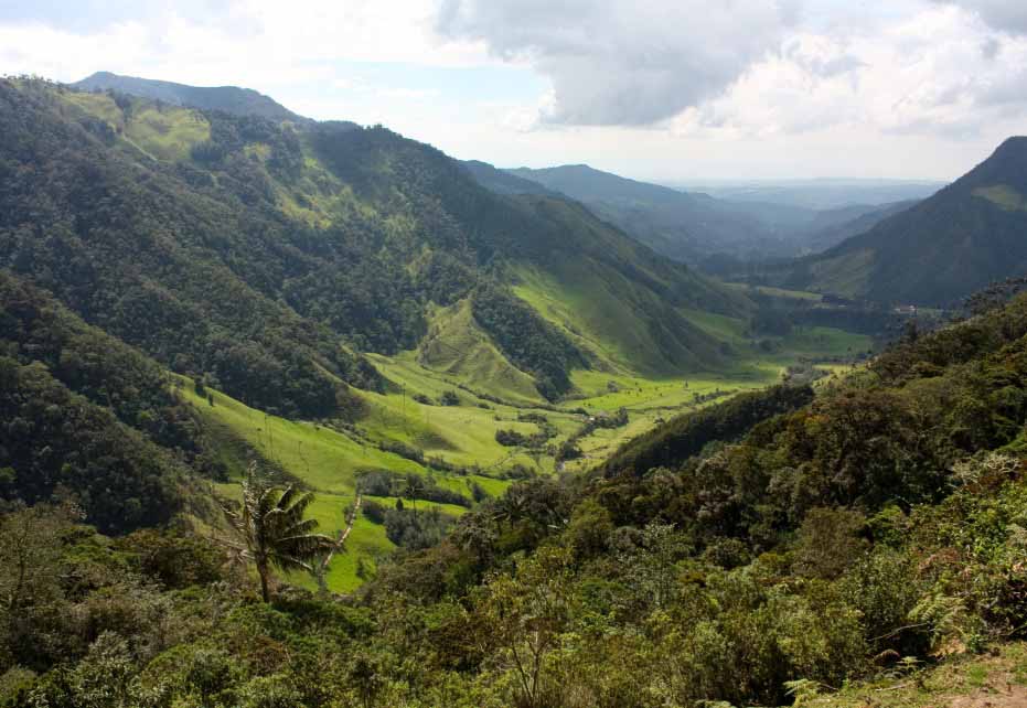 Colombian forest
