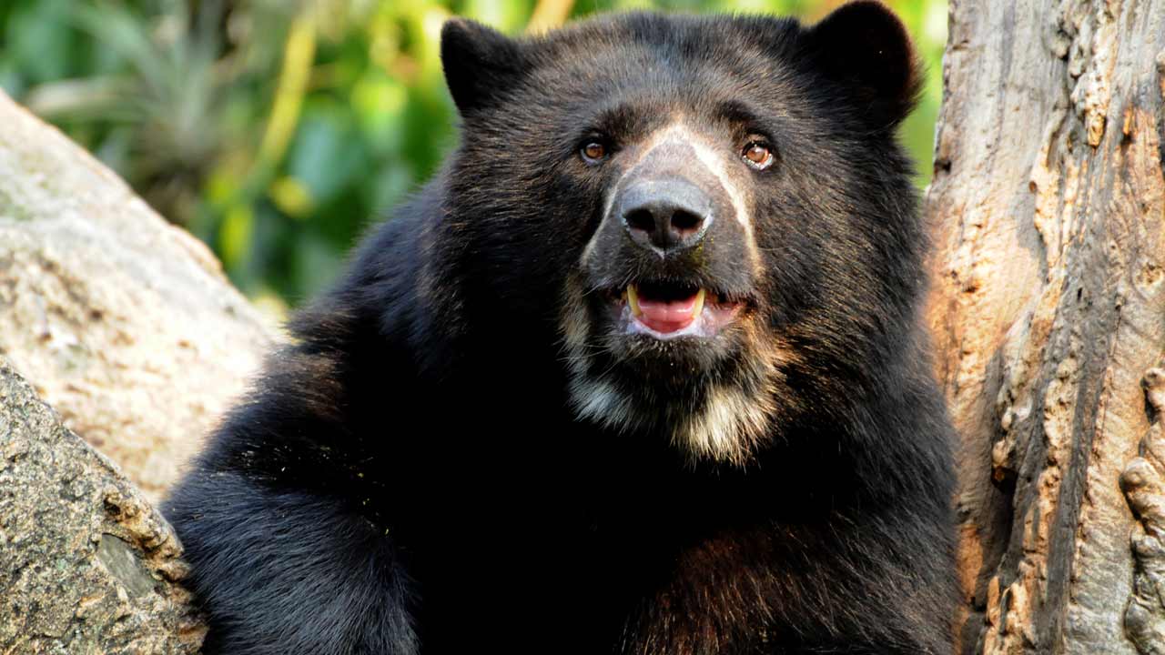Andean Bear Colombia