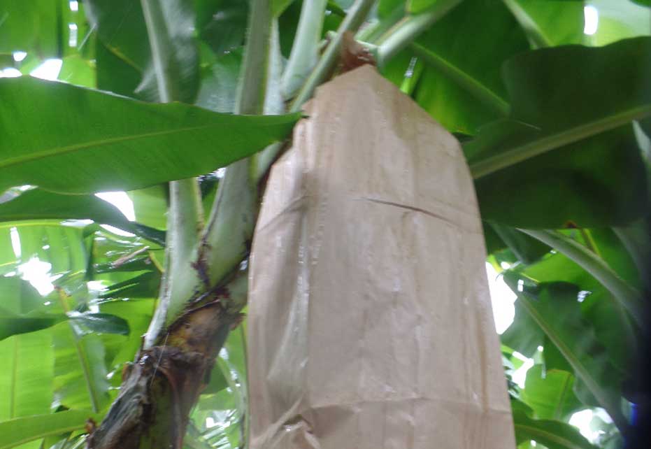 Smurfit Kappa launches sustainable new alternative for banana producers 